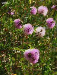 Image result for Melaleuca sp. A (Biegel 5741)