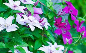 Pin On Garden
