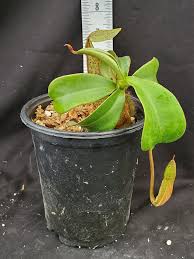 Image result for Nesaea spathulata