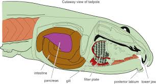 Gills An Overview Sciencedirect Topics