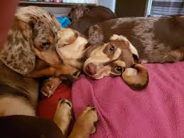 Round lake kennel is a small country kennel located in the. Home On The Farm Dachshund Puppies Home Facebook