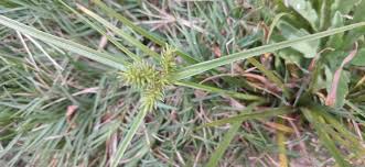 Image result for Cyperus rigidifolius