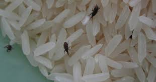 Flour Bugs Cause Prevention For Bugs Found In Rice Grains Weevils Pantry Bugs Rice
