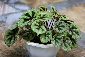 Image result for Begonia