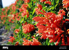 Image result for Pyrostegia