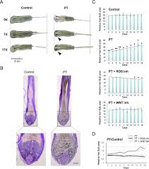 Human hair follicle dermal papilla cells (hfdpcs) were purchased from promocell (heidelberg, germany) and grown in follicle dermal papilla cell growth medium (promocell, sickingenstr, heidelberg, germany) supplemented with 100 u ml−1 penicillin and 100 μg ml−1 streptomycin. Induction Of A Sustained Wnt Dependent Thickening Of The Hair Download Scientific Diagram