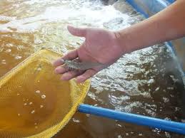 Aquatic feed pellets shrimp farming guide for beginners. Ten Easy Steps Towards Biofloc Production Of Shrimp Or Tilapia The Fish Site