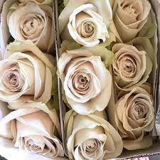 Sandy Roses A Beige Taupe Colored Rose Taupe Wedding Grass Wedding Blush Roses