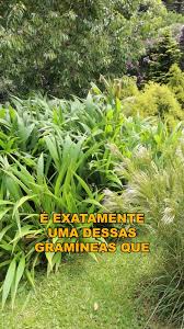 Image result for Setaria sulcata