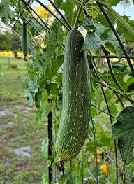 Image result for Luffa