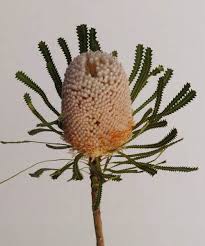 Check spelling or type a new query. Wildflowers Wholesaler Floraco Wholesale Flowers Wa