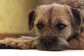 Symptoms vary depending on what organ is affected. Multiple Myeloma Or Bone Marrow Cancer In Dogs Pets4homes