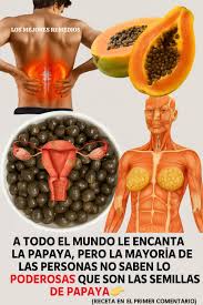 Las semillas de papaya ayudan a mejorar la salud intestinal y proteger las  funciones del hígado. 👇