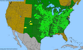 Image result for Hypoxis subspicata