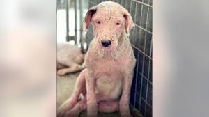 To set up an appointment with our dog shelter, please complete a dog adoption survey. Dozens Of Animals Rescued From Clayton County Home Homeowner Facing Charges