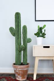 You've got a new cactus plant (or maybe a few of them). Cute Cactus Diy Plant Cactus House Plants Cactus Decor Cactus Diy
