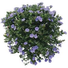 Image result for Convolvulus