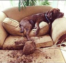 Comment Bien Eduquer Son Chiot Pas A Pas Mois Par Mois Vous Souhaitez Bien Dresser Votre Berger Allemand Animaux Eduquer Un Chiot Animaux Les Plus Mignons