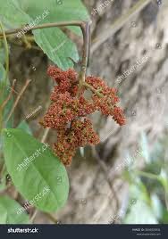 Image result for Ampelocissus