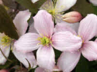 Wie schon erwähnt, blüht die clematis rosa, ein sehr helles. Clematis Kaufberatung Clematis Tipps Clematis Sorten Clematis Empfehlungen