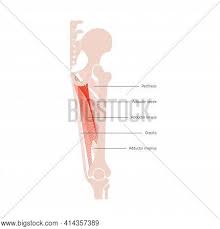The hip is a large, deep and stable ball and socket joint that is surrounded by many ligaments, tendons and muscles. Human Muscular System Vector Photo Free Trial Bigstock