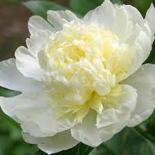 533 x 400 · jpeg. Paeonia Lactiflora Laura Dessert Peony