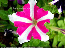 Petunia Flower Hindi Name Best Flower Wallpaper
