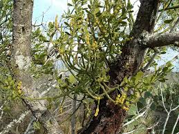 Image result for Viscaceae