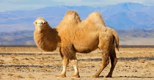 When camels use their stored fat, their hump will diminish. Explore The Mystery Of The Camel S Hump Animals Kingdom