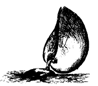 Image result for Orthopichonia