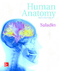 Pdf Human Anatomy 2016 Chengjun Fu Academia Edu