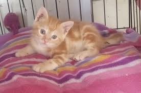 H'Attard Stray Animal Support Group