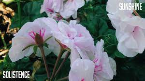Godetia Flower Lyrics Best Flower Wallpaper