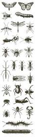 Image result for Trichopteryx elegantula