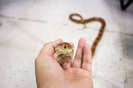 Then they simply drink the soup that was once the insects insides. Are There Vegetarian Snakes Pet Snakes That Eat Vegetables