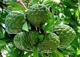 We would like to show you a description here but the site won't allow us. Sugar Apple 10 Thai Seedling Bengali à¦†à¦¤ Organic Fruit Trees Fruit Trees Apple Plant