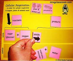 Cellular Respiration Equation Activities Cellular Respiration Cellular Respiration Activities Microsoft Word Document
