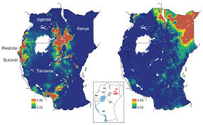 Image result for Acacia rovumae