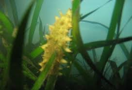 Image result for Zostera capensis