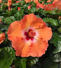 Image result for Hibiscus torrei