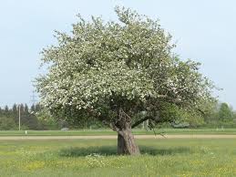 Purchase trees for the 2022 spring planting season. Apple Tree Blossom Free Photo On Pixabay