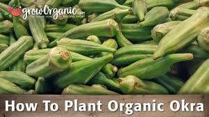How To Plant Organic Okra Organic Gardening Blog