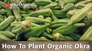 how to plant organic okra organic gardening blog