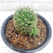 General care for mammillaria elongata ladyfinger cactus. Mammillaria Cactus Nestreeo Com