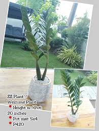 Learn about common zz plant problems and proper plant care so that your plants do not choose a pot much larger in size than the current pot because it could drown the roots. Baby S Blossom Hello Plant Momma S Plantita S Facebook