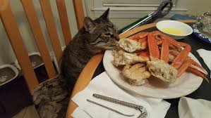 However, with that said, even though cats are tiny preditors with a short digestive tract, too much meat prepared for humans can unbalance their diet and create deficiencies. What S A Food You Love But Is Annoying To Eat Bones Spices Etc Quora