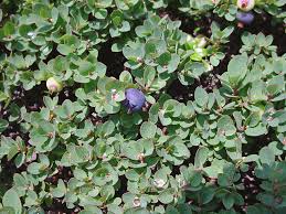 Image result for Vaccinium madagascariense