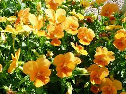 Winter in the arizona desert is a great time to plant flowers that will bloom all winter. Pansies Violas Make Ideal Winter Flower Gardens