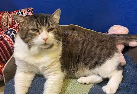 Check spelling or type a new query. Palmetto Animal League Waives Adoption Fees During Season Of Second Chances Palmetto Animal League