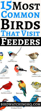 Big Black Birds In Indiana 15 Most Common Birds That Visit My Feeders Id Guide Bird Watching Hq Common Birds Bird Watching Wild Birds